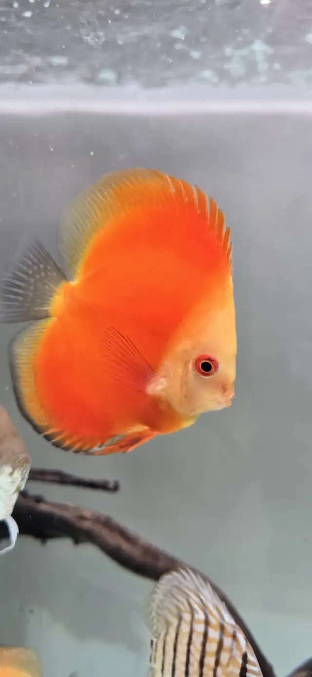 Discus Fish - Photo 5