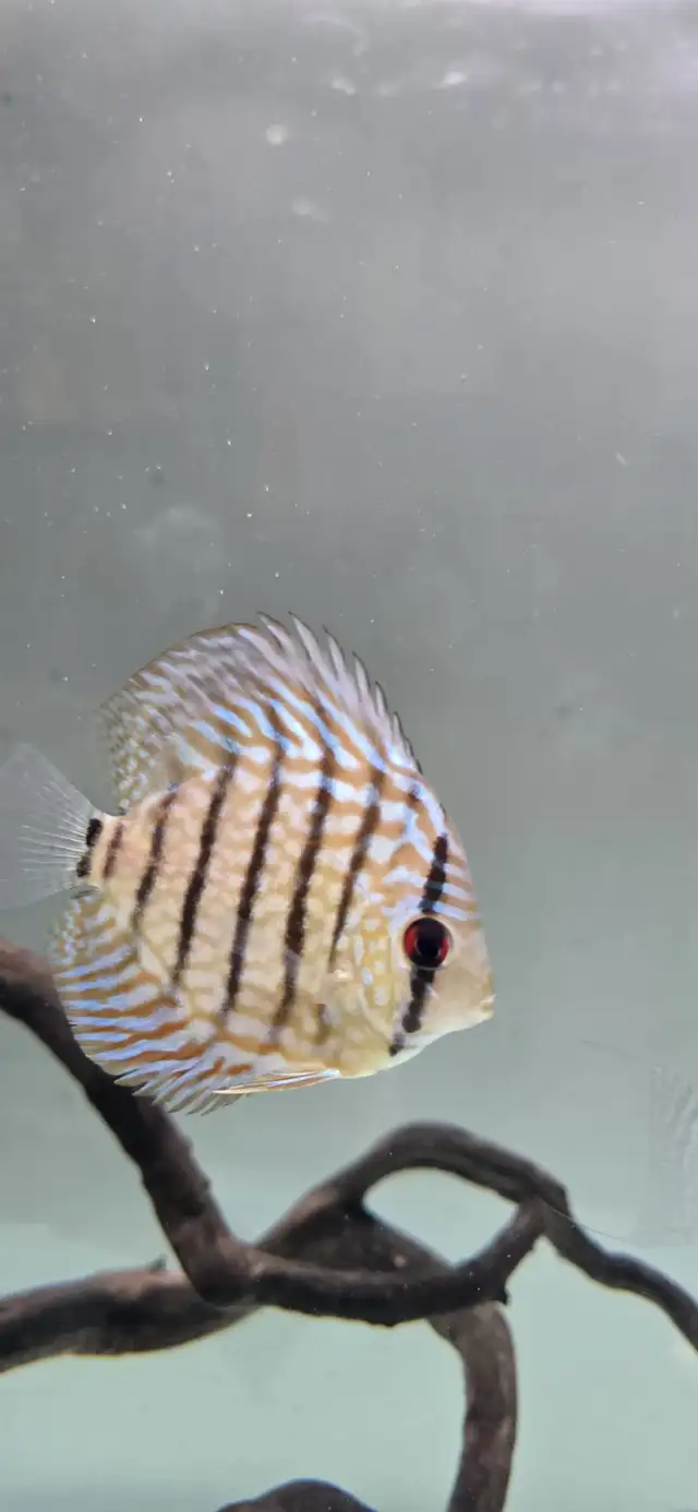 Discus Fish - Photo 6