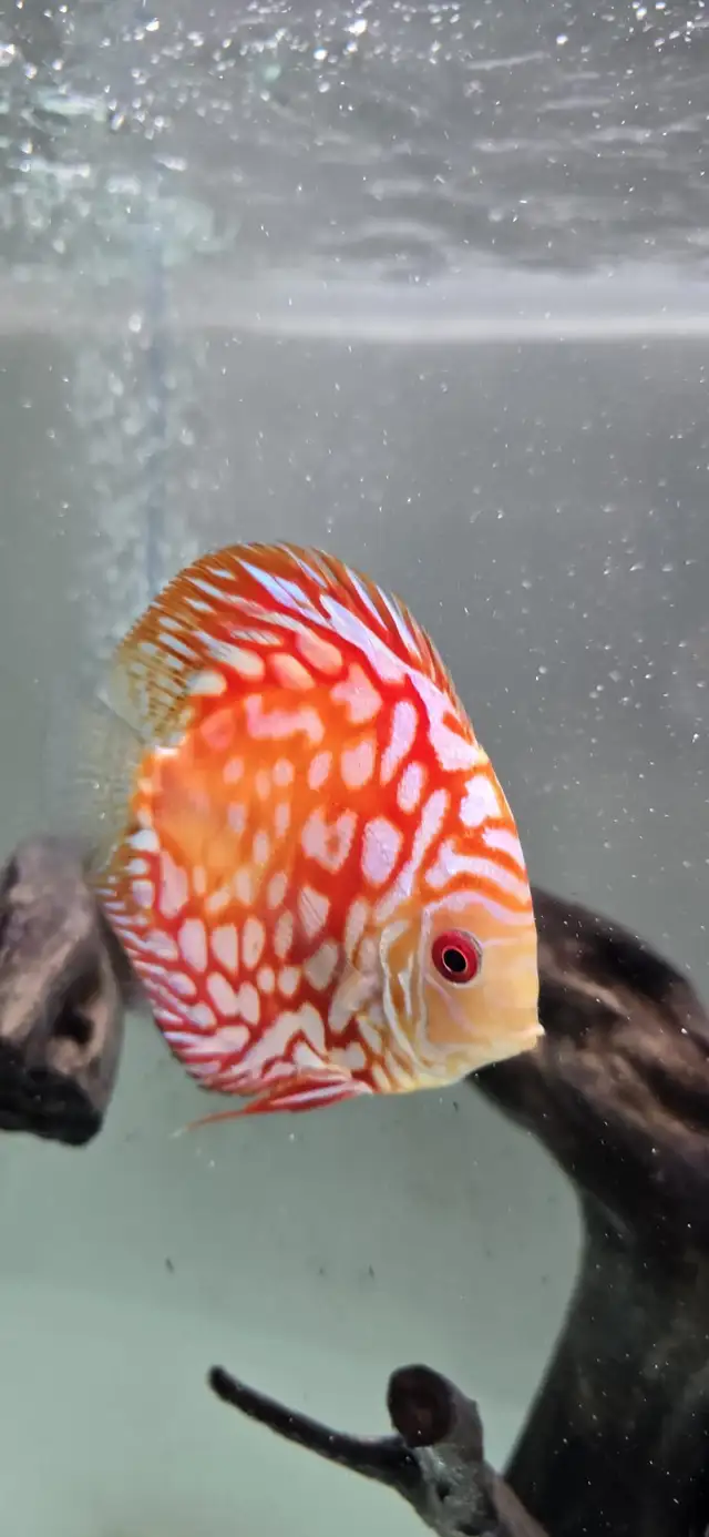 Discus Fish - Photo 7
