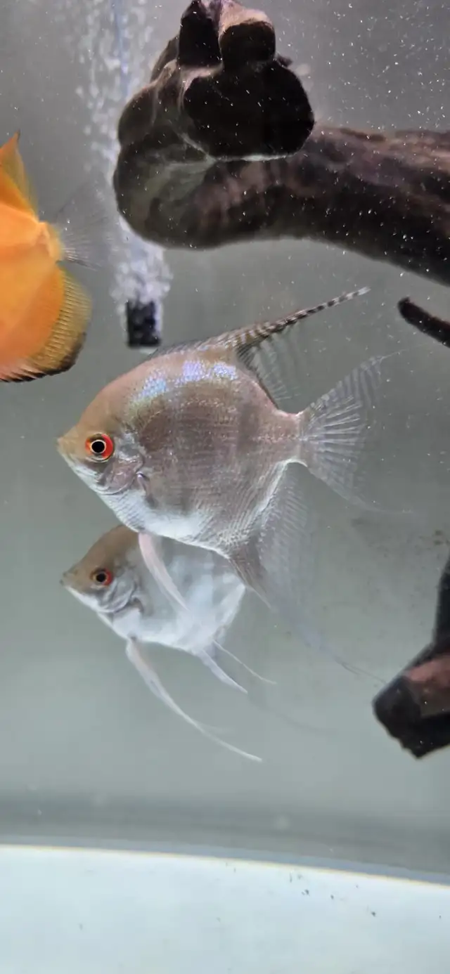 Discus Fish - Photo 8