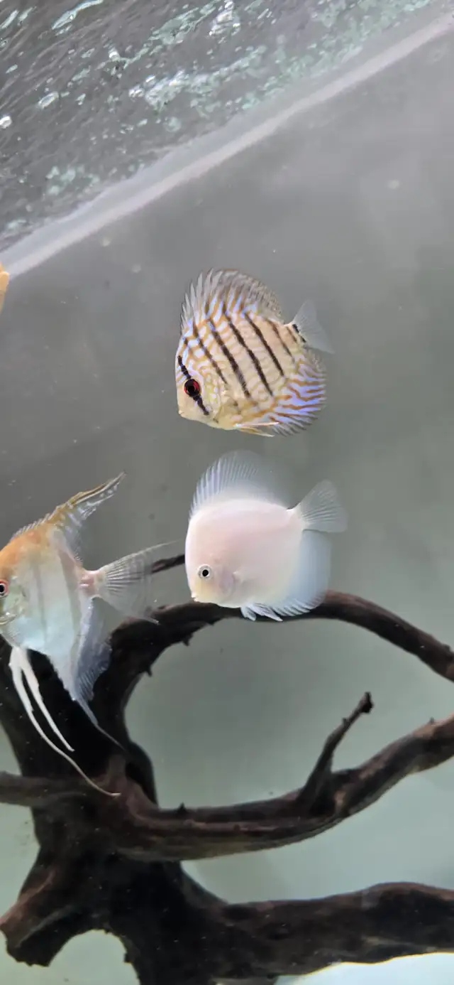 Discus Fish - Photo 9