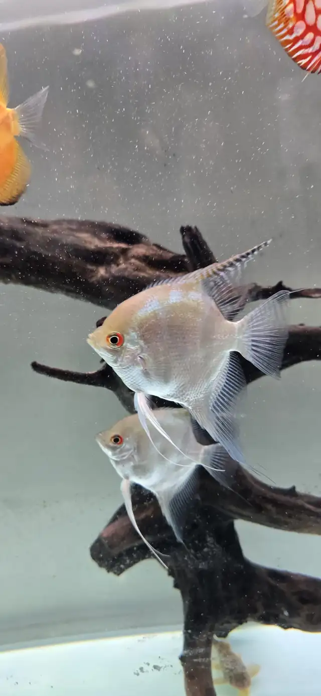 Discus Fish - Photo 10