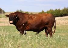 2 year old Red Angus Bulls