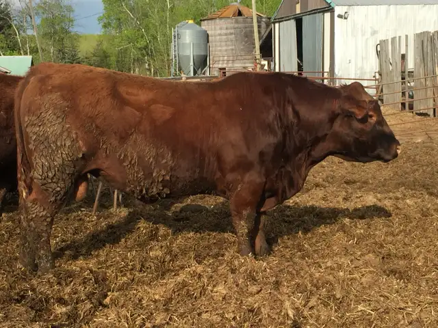 2 year old Red Angus Bulls - Photo 3