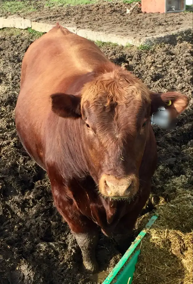 2 year old Red Angus Bulls - Photo 4