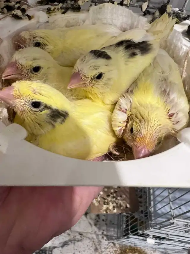 Belgium Waterslager Canaries
