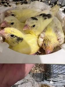 Belgium Waterslager Canaries