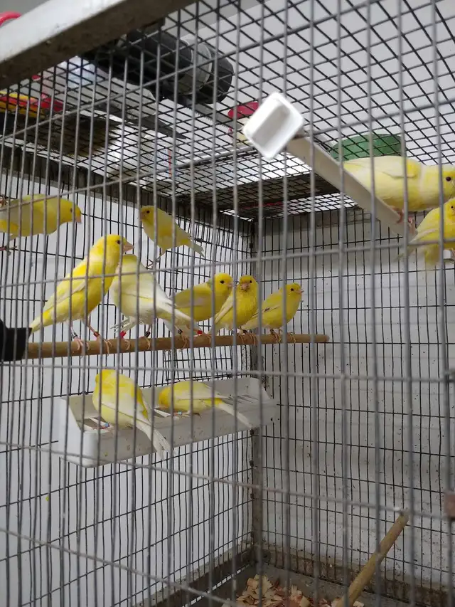 Belgium Waterslager Canaries - Photo 4