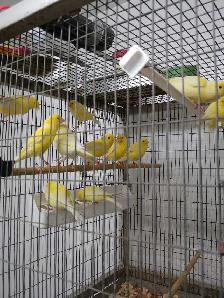 Belgium Waterslager Canaries - Photo 4