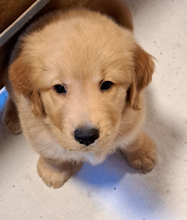 Chiots Golden Retriever pure race a vendre