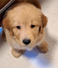 Chiots Golden Retriever pure race a vendre