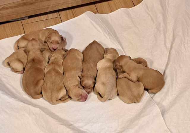 Chiots Golden Retriever pure race a vendre - Photo 2