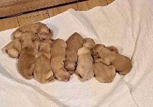 Chiots Golden Retriever pure race a vendre - Photo 2