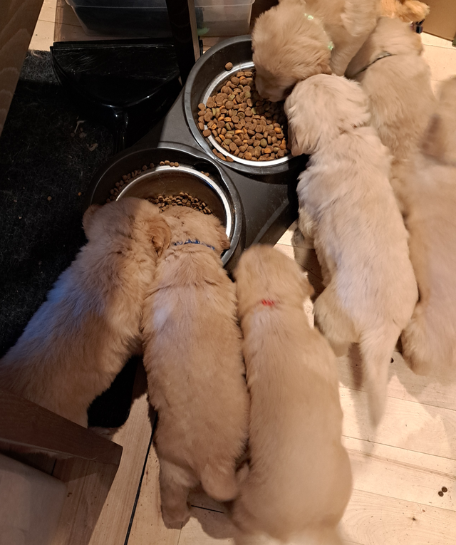 Chiots Golden Retriever pure race a vendre - Photo 3