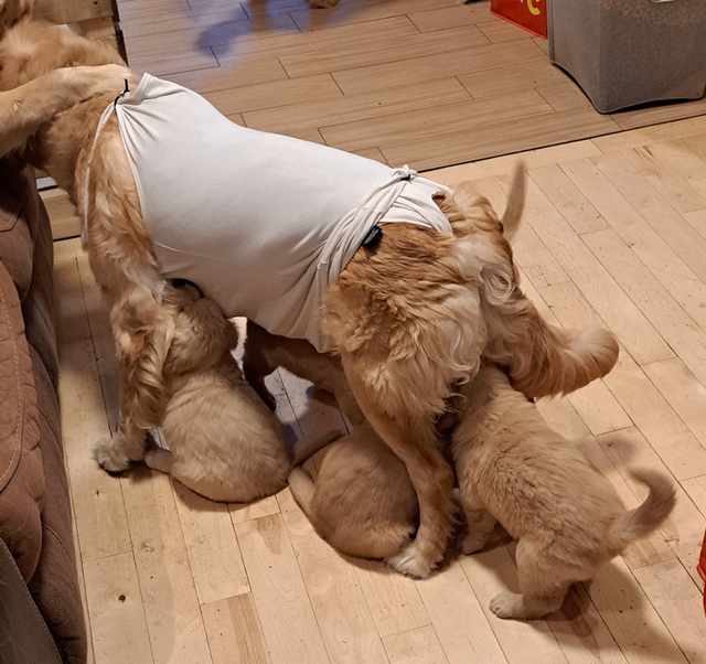 Chiots Golden Retriever pure race a vendre - Photo 4