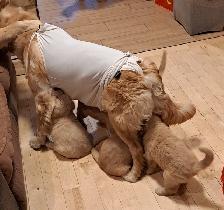 Chiots Golden Retriever pure race a vendre - Photo 4