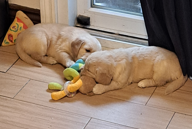 Chiots Golden Retriever pure race a vendre - Photo 5