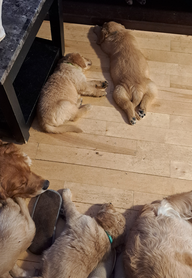 Chiots Golden Retriever pure race a vendre - Photo 6