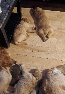Chiots Golden Retriever pure race a vendre - Photo 6