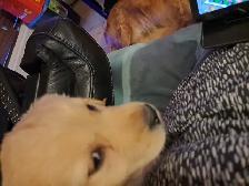 Chiots Golden Retriever pure race a vendre - Photo 7