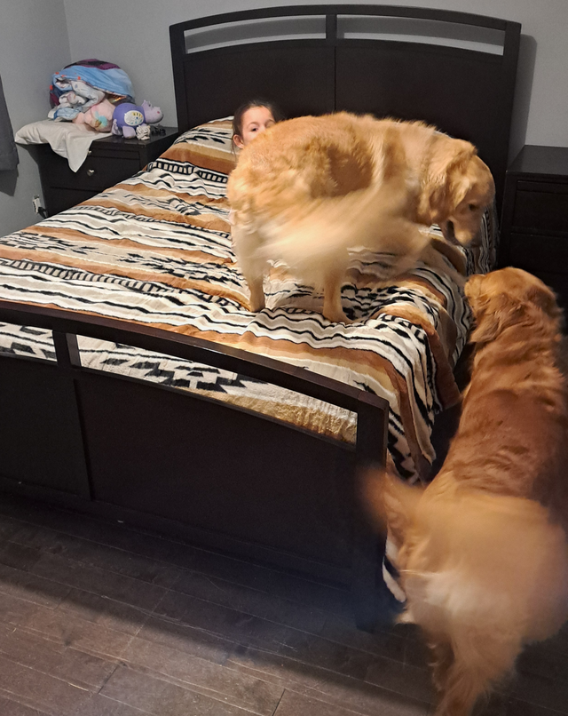 Chiots Golden Retriever pure race a vendre - Photo 8