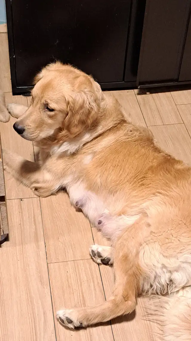 Chiots Golden Retriever pure race a vendre - Photo 10