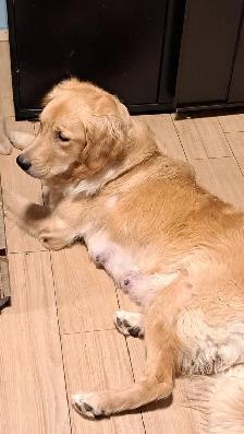 Chiots Golden Retriever pure race a vendre - Photo 10