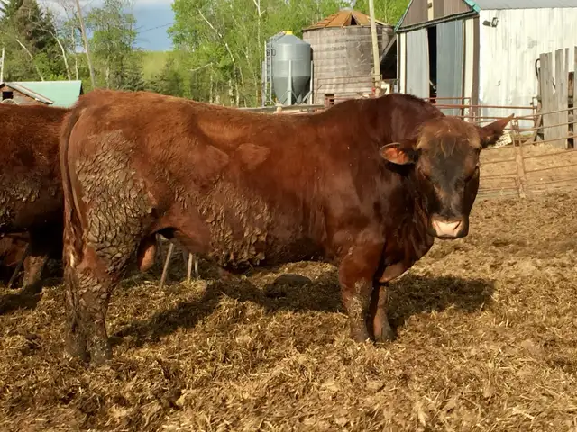 Red Angus 2 year old Bulls - Photo 3