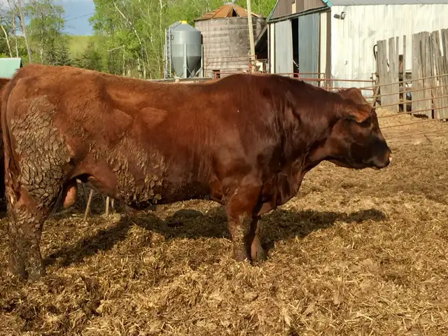 Red Angus 2 year old Bulls - Photo 4
