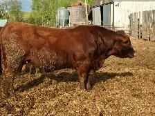 Red Angus 2 year old Bulls - Photo 4
