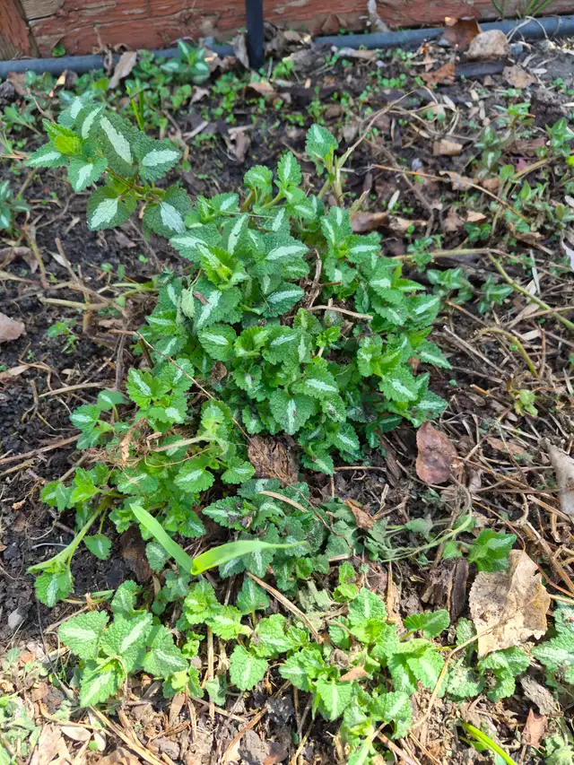 Free ground cover plant.
