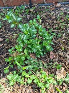 Free ground cover plant.