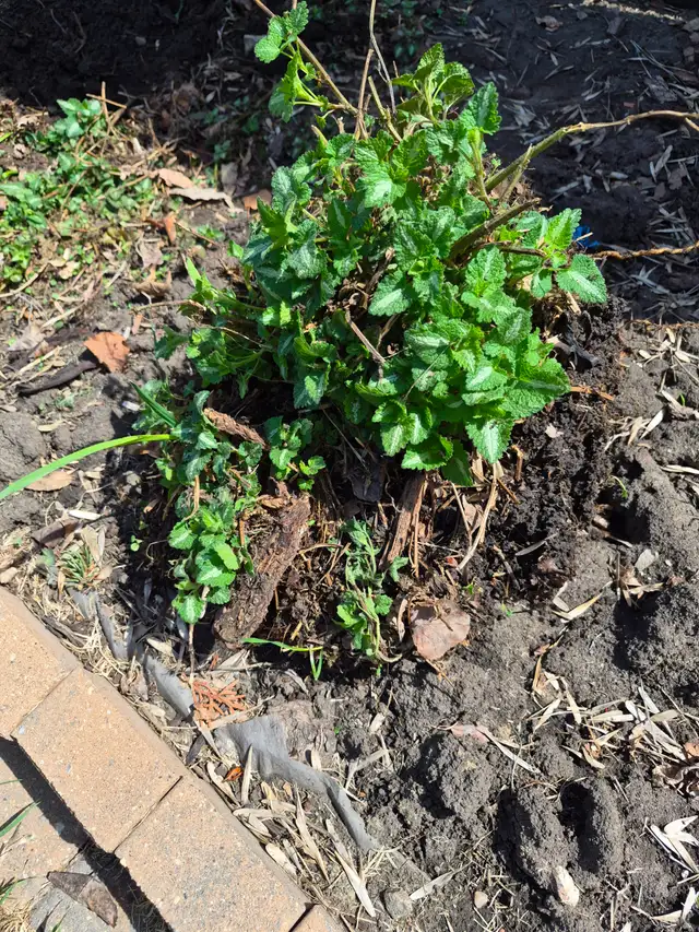 Free ground cover plant. - Photo 3