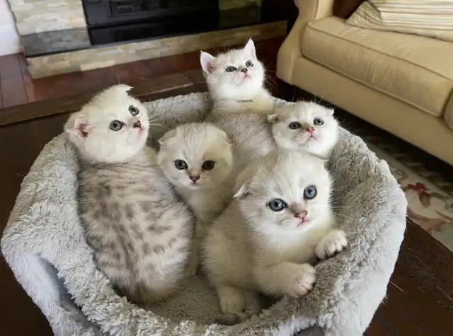 ❤️Adorable Purebred British Scottish shorthair kittens girls