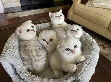 ❤️Adorable Purebred British Scottish shorthair kittens girls