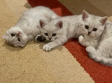 ❤️Adorable Purebred British Scottish shorthair kittens girls - Photo 2