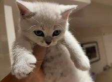 ❤️Adorable Purebred British Scottish shorthair kittens girls - Photo 3
