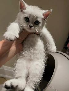 ❤️Adorable Purebred British Scottish shorthair kittens girls - Photo 4