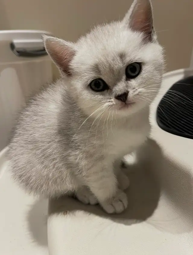 ❤️Adorable Purebred British Scottish shorthair kittens girls - Photo 5
