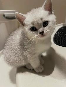 ❤️Adorable Purebred British Scottish shorthair kittens girls - Photo 5