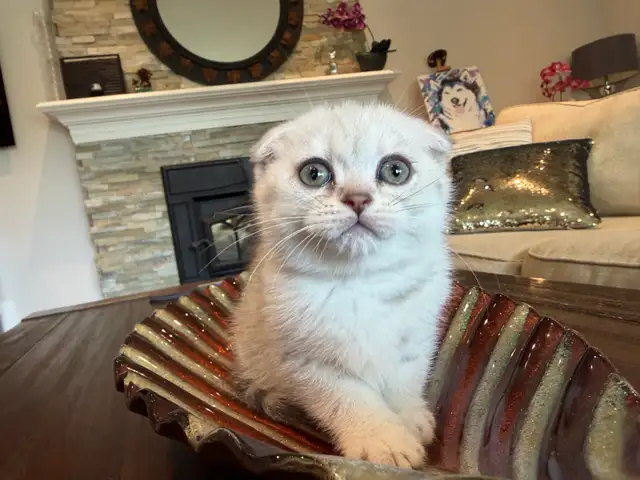 ❤️Adorable Purebred British Scottish shorthair kittens girls - Photo 6