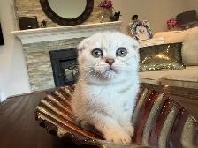 ❤️Adorable Purebred British Scottish shorthair kittens girls - Photo 6