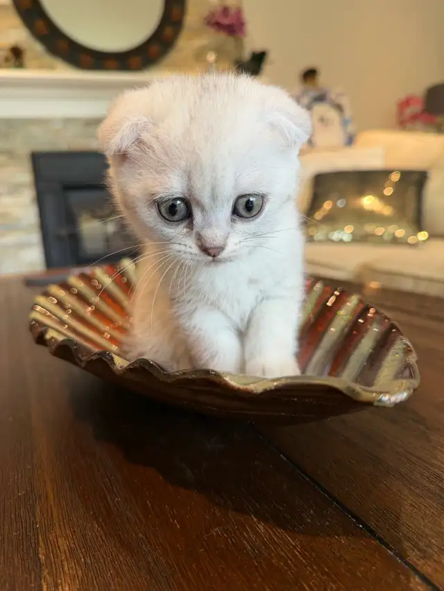 ❤️Adorable Purebred British Scottish shorthair kittens girls - Photo 7