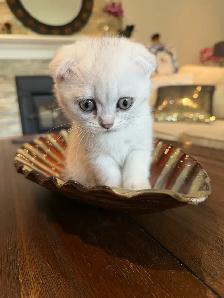 ❤️Adorable Purebred British Scottish shorthair kittens girls - Photo 7