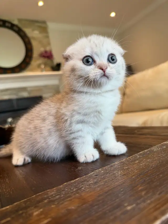 ❤️Adorable Purebred British Scottish shorthair kittens girls - Photo 8