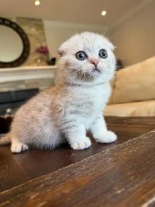 ❤️Adorable Purebred British Scottish shorthair kittens girls - Photo 8