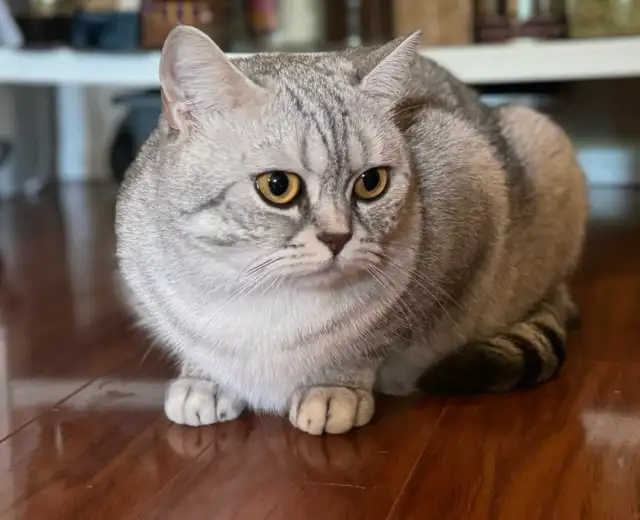 ❤️Adorable Purebred British Scottish shorthair kittens girls - Photo 10