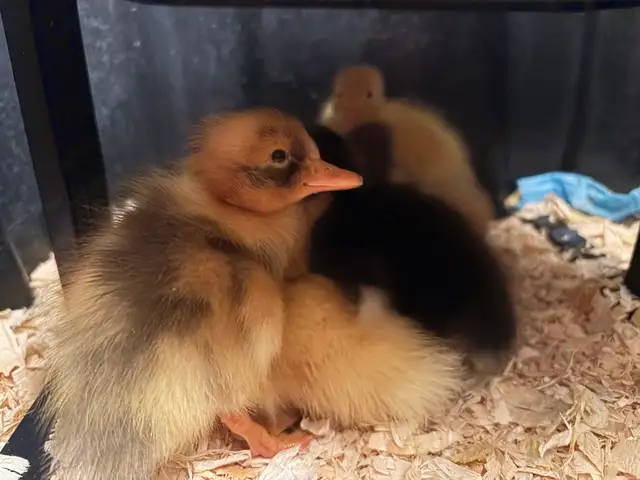 Mixed Ducklings