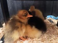 Mixed Ducklings