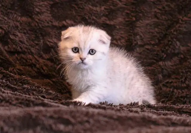 Purebreed Scottish short-hair kittens